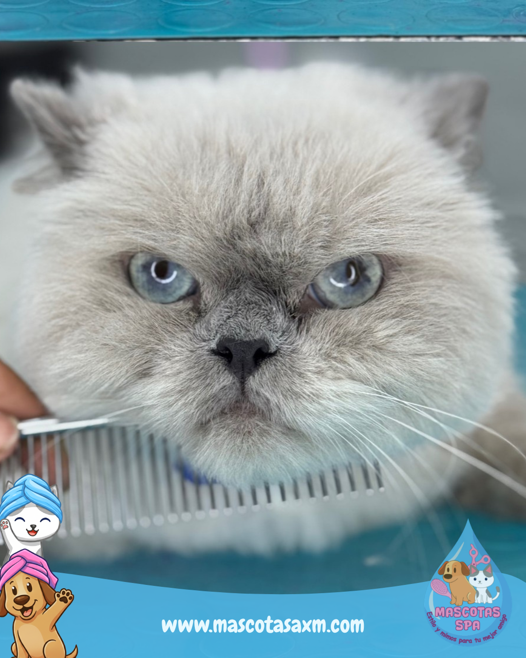 Pack Felino😸 - Manto de Rey👑