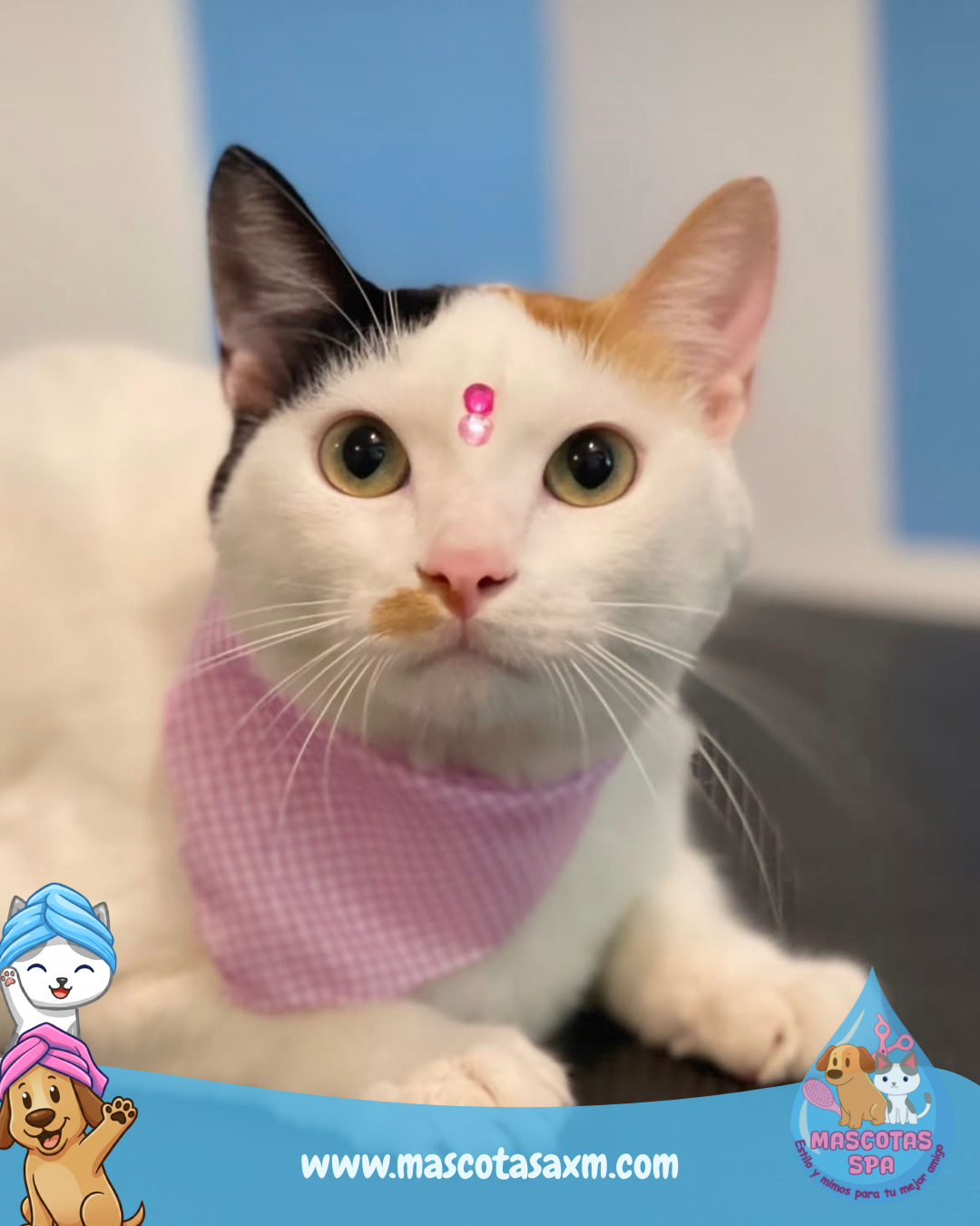 Spa Felino😻 - Rey de la Casa👑